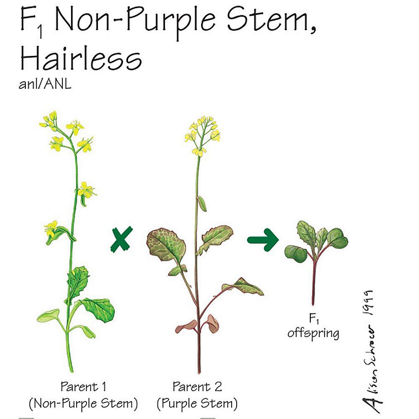 Wisconsin Fast Plants   F<sub>1</sub> Non-Purple Stem, Hairless Seed (F<sub>1</sub> Anthocyaninless, Hairless), Pack Image