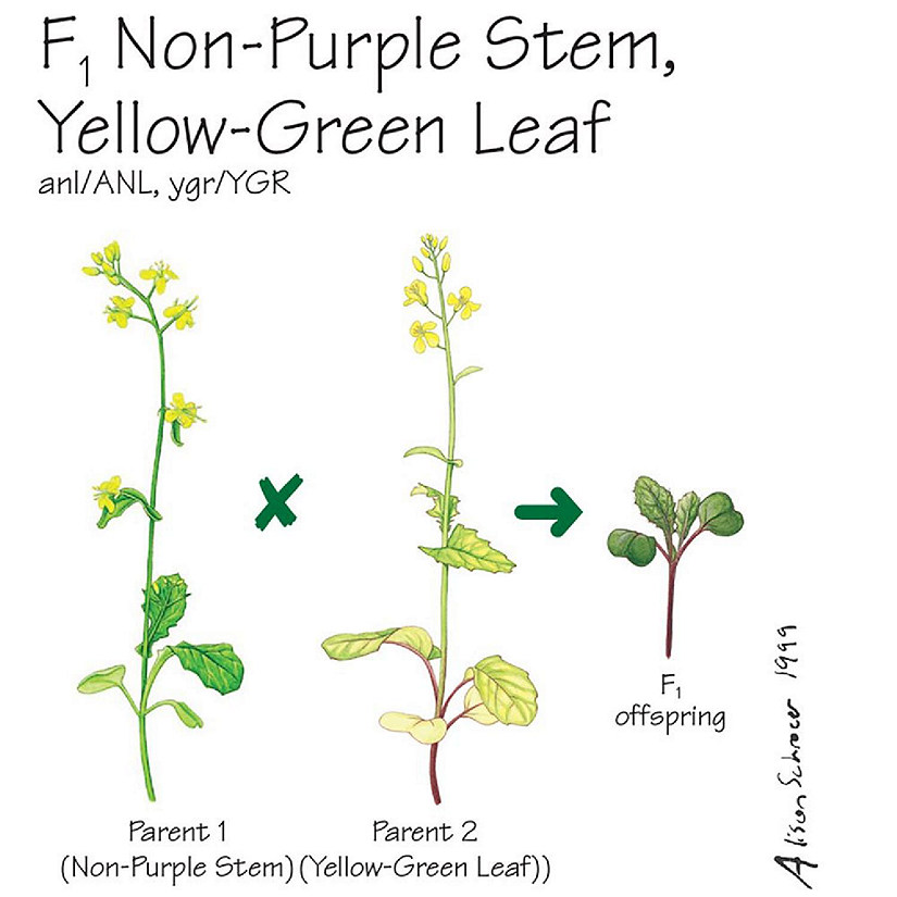 Wisconsin Fast Plants   F<sub>1</sub> Non-Purple Stem, Yellow-Green Leaf Seed (F<sub>1</sub> Anthocyaninless, Yellow- Image