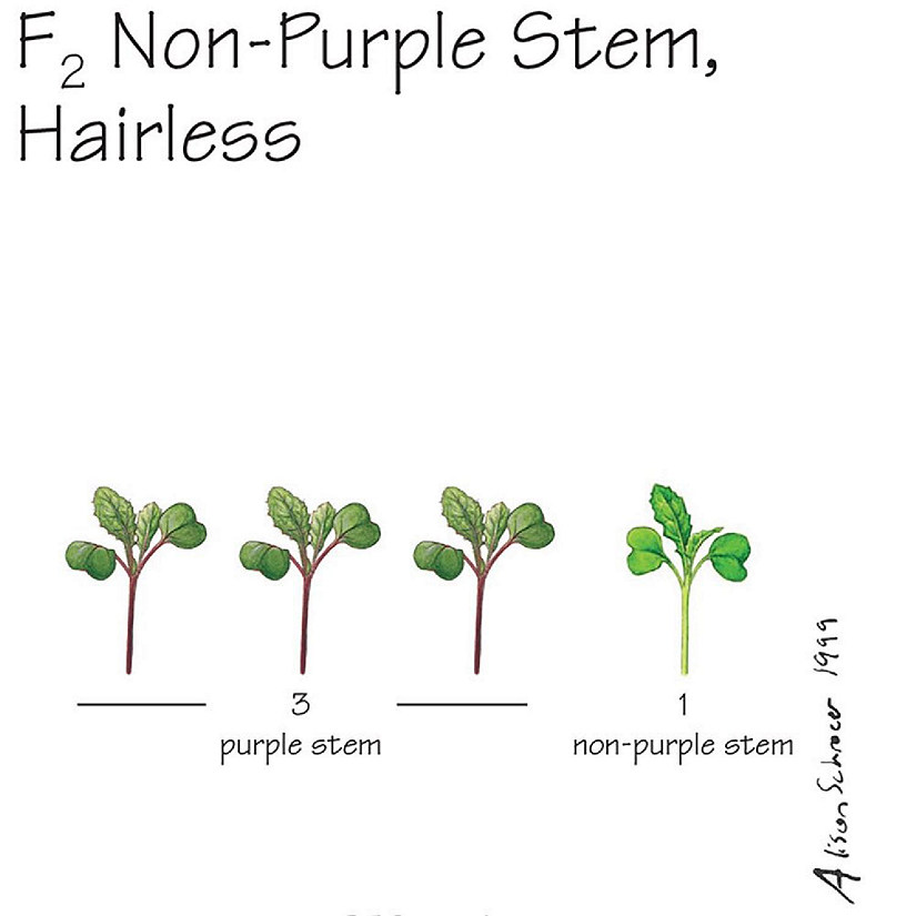 Wisconsin Fast Plants   F<sub>2</sub> Non-Purple Stem, Hairless Seed (F<sub>2</sub> Anthocyaninless, Hairless), Pack Image