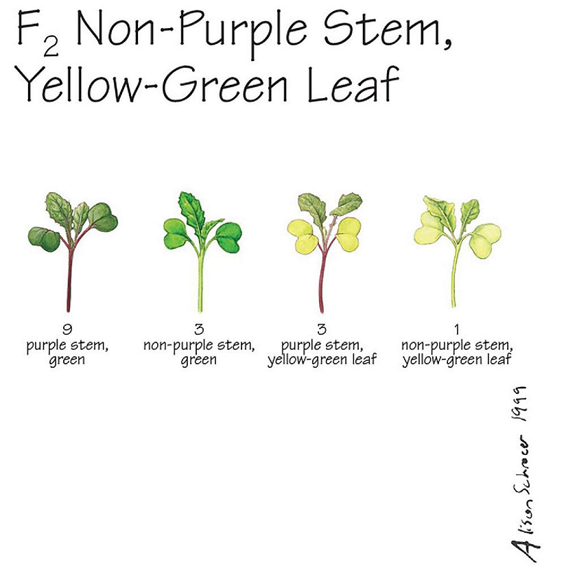 Wisconsin Fast Plants   F<sub>2</sub> Non-Purple Stem, Yellow-Green Leaf Seed (F<sub>2</sub> Anthocyaninless, Yellow- Image