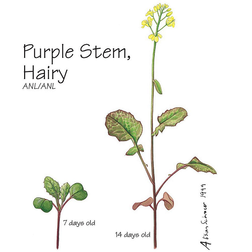 Wisconsin Fast Plants   Purple Stem, Hairy Seed (High Anthocyanin Expression, Hairy), Pack of 200 Image