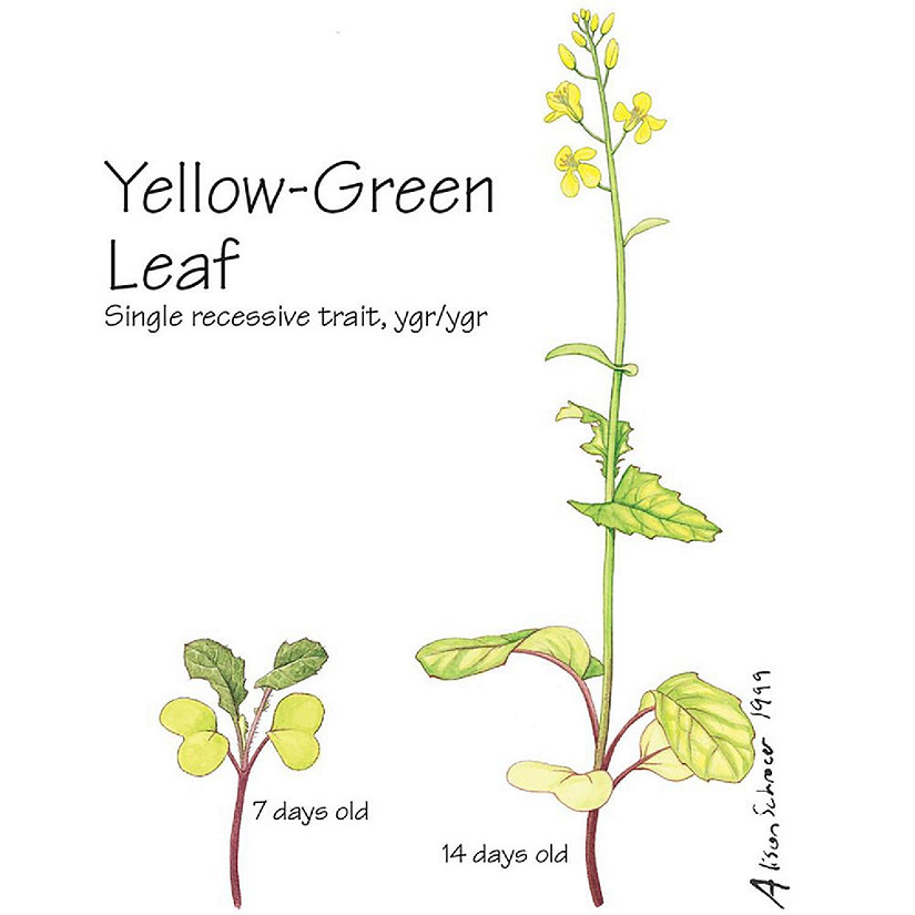 Wisconsin Fast Plants   Yellow-Green Leaf Seed (Yellow-Green), Pack of 50 Image
