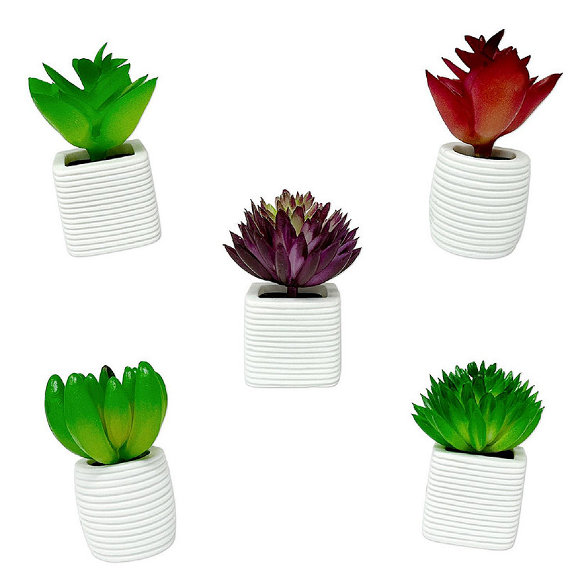 Wrapables Succulent 3D Resin Fridge Magnets, Succulents Refrigerator Magnets (Set of 5) Image