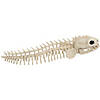 19 1/2" Skeleton Eel Prop Image 2