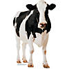42" x 65" Holstein Friesian Cow Black & White Cardboard Cutout Stand-Up Image 1