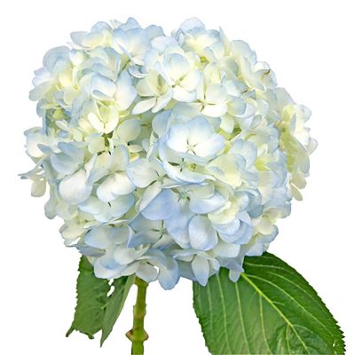 Bulk Flowers Fresh Bicolor White and Blue Hydrangea Image 1