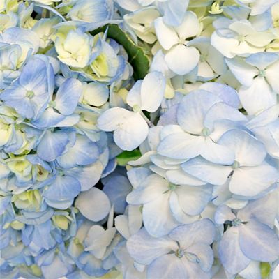 Bulk Flowers Fresh Bicolor White and Blue Hydrangea Image 2
