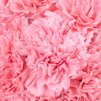 Bulk Flowers Fresh Pink Carnations Image 3