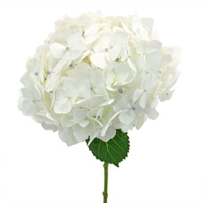 Bulk Flowers Fresh White Hydrangea Image 1