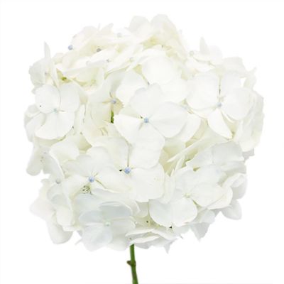 Bulk Flowers Fresh White Hydrangea Image 2