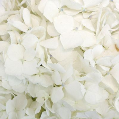 Bulk Flowers Fresh White Hydrangea Image 3