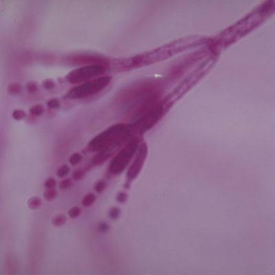Carolina Biological Supply Company Penicillium Slide, w.m. Image 1