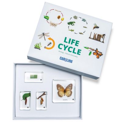 Carolina   Butterfly Life Cycle Set Image 1