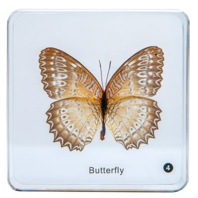 Carolina   Butterfly Life Cycle Set Image 1