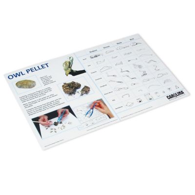 Carolina   Owl Pellet Dissection Mat Image 1