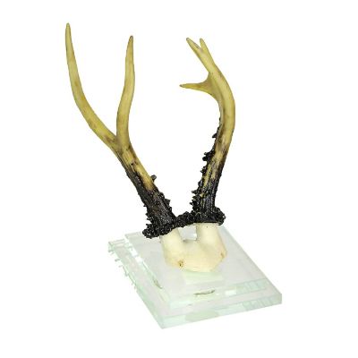 Contrast Alpine Chamois Horns Replica Glass Backed Wall Hanging Image 1