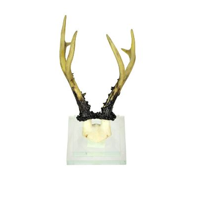 Contrast Alpine Chamois Horns Replica Glass Backed Wall Hanging Image 1