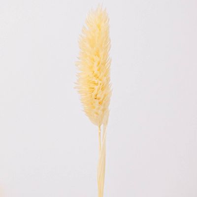 Dried Bleached Canary Grass Small Pack Image 1