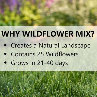 Jonathan Green Wildflower and Meadow Mix Seed 1lb Image 2