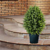 National Tree Company 32" Cypress Tree in Dark Green Round Growers Pot Image 1