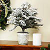 Northlight 20" Flocked White and Green Artificial Pine Tree with a Pot Image 1