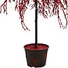 Northlight - 4' Potted Crystallized Glitter Full Artificial Tree - Unlit Image 1