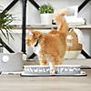 Pet Bowl Cats Meow Gray Large 7.5Dx2.4H (Set Of 2) Image 2
