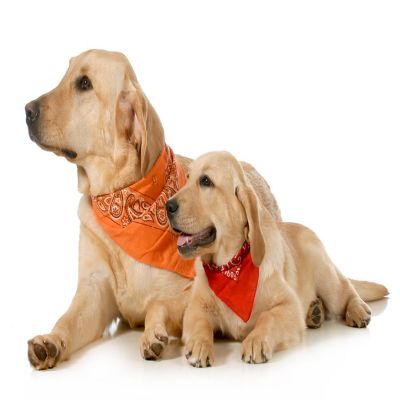 Set of 4 Paisley Polyester Dog & Cats Bandana Triangle Bibs  - Washable (Orange) Image 3