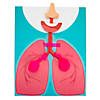 STEM Lung Model Kit - Makes 10 Image 2