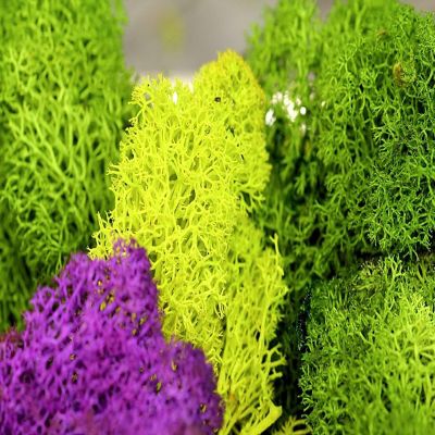 Super Moss 21669 Reindeer Moss Preserved, Chartreuse, 8oz (200 cubic inch) Image 3