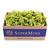 Super Moss Preserved Reindeer Moss 3lb-Chartreuse Image 1