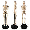Supertek Human Skeleton Model with Key, 17" Image 1