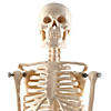 Supertek Human Skeleton Model with Key, 17" Image 2