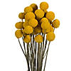 Vickerman 16-18" Yellow Billy Buttons. 25-30 stem bundle, Dried Image 1