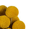 Vickerman 16-18" Yellow Billy Buttons. 25-30 stem bundle, Dried Image 2
