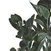 Vickerman 20" Artificial Green/White Aglaia Spray - 6/pk Image 1