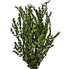 Vickerman 24-32" Green Parvafolia. 5oz Bundle.  Preserved Image 1