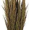 Vickerman 36" Natural Green Plume Reed 2 Pack Bundle Image 2
