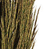 Vickerman 36" Natural Green Plume Reed 2 Pack Bundle Image 3