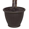 Vickerman 4' Artificial Ficus Bush, Brown Plastic Container Image 3