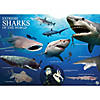WILD! Science Extreme Science Kit, Sharks of the World Image 3