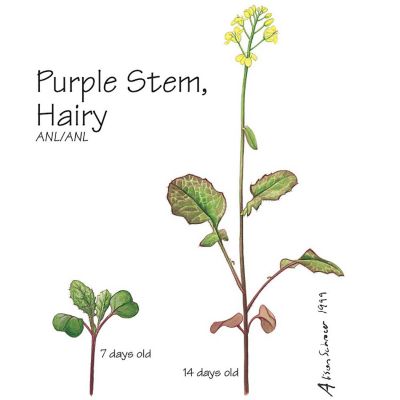 Wisconsin Fast Plants   Purple Stem, Hairy Seed (High Anthocyanin Expression, Hairy), Pack of 50 Image 1