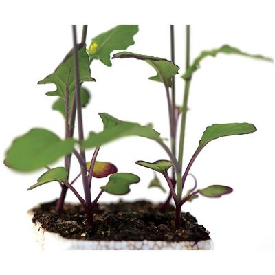 Wisconsin Fast Plants   Purple Stem, Hairy Seed (High Anthocyanin Expression, Hairy), Pack of 50 Image 3