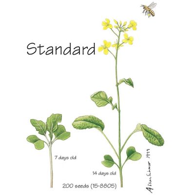 Wisconsin Fast Plants   Standard Seed, Pack of 50 Image 1