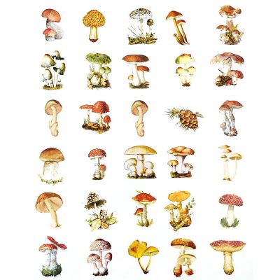Wrapables Decorative Scrapbooking Washi Stickers (60 pcs), Mushrooms Image 1