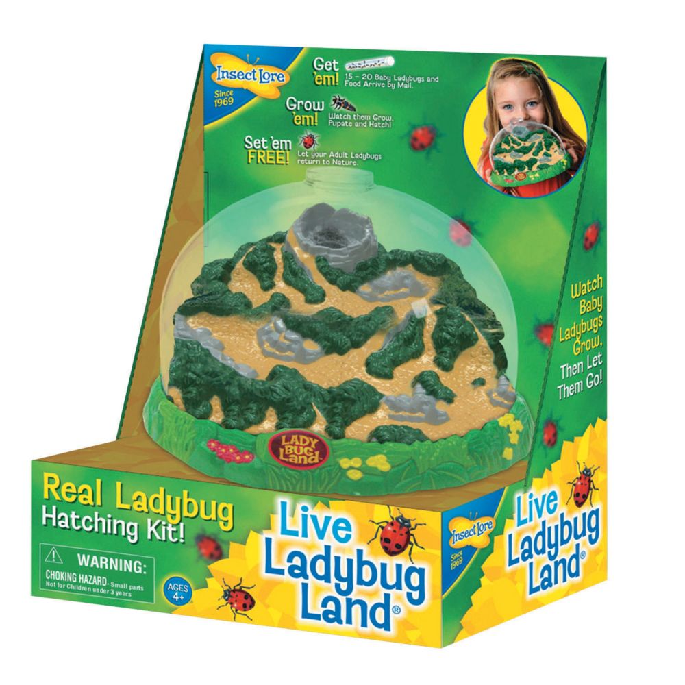 Ladybug Land From MindWare