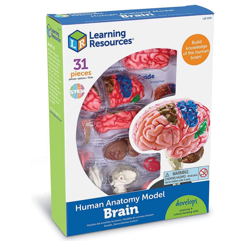 Learning Resources Model Brain Anatomy Model From MindWare