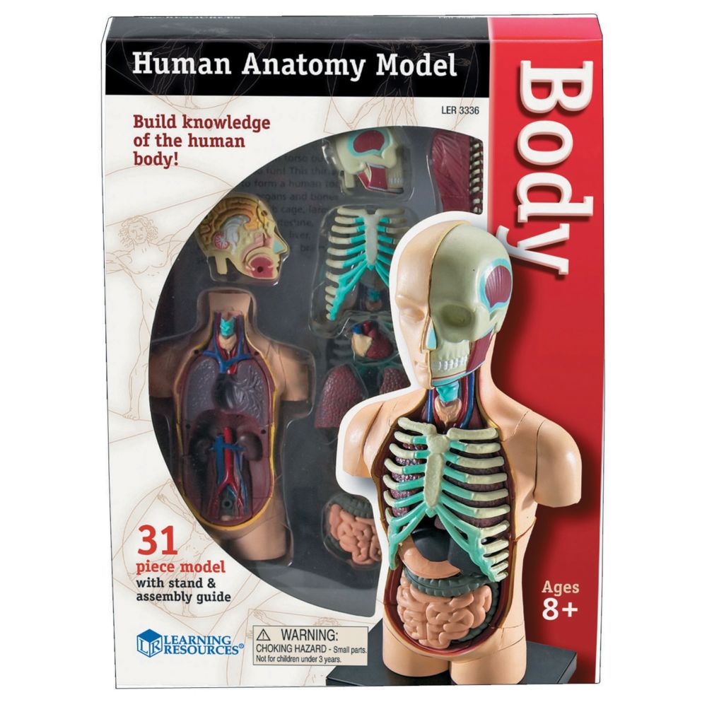 Learning Resources Model Human Body Anatomy From MindWare