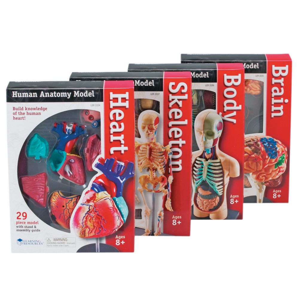 Learning Resources Model Anatomy Bundle Set Of 4 From MindWare