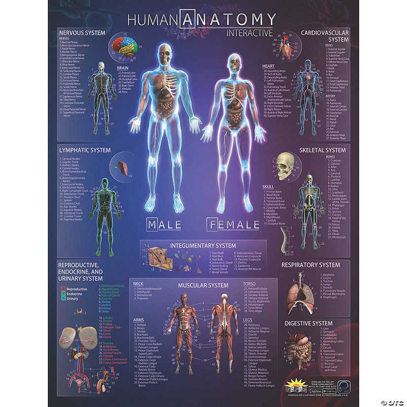 Popar Human Anatomy Interactive Wall Chart | Oriental Trading